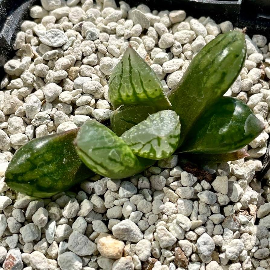 ハオルチア ナイルの一滴(ハオルシア多肉植物)